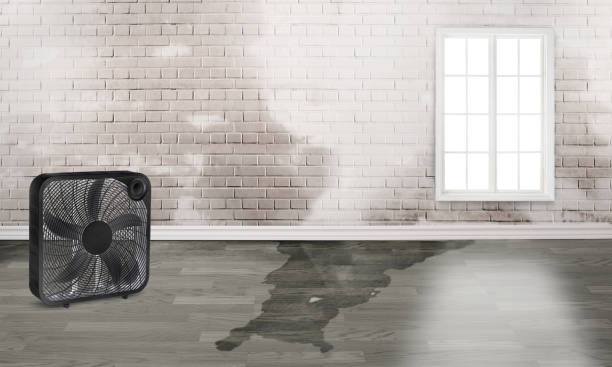 Best Water damage contractors near me  in Tamarac, FL